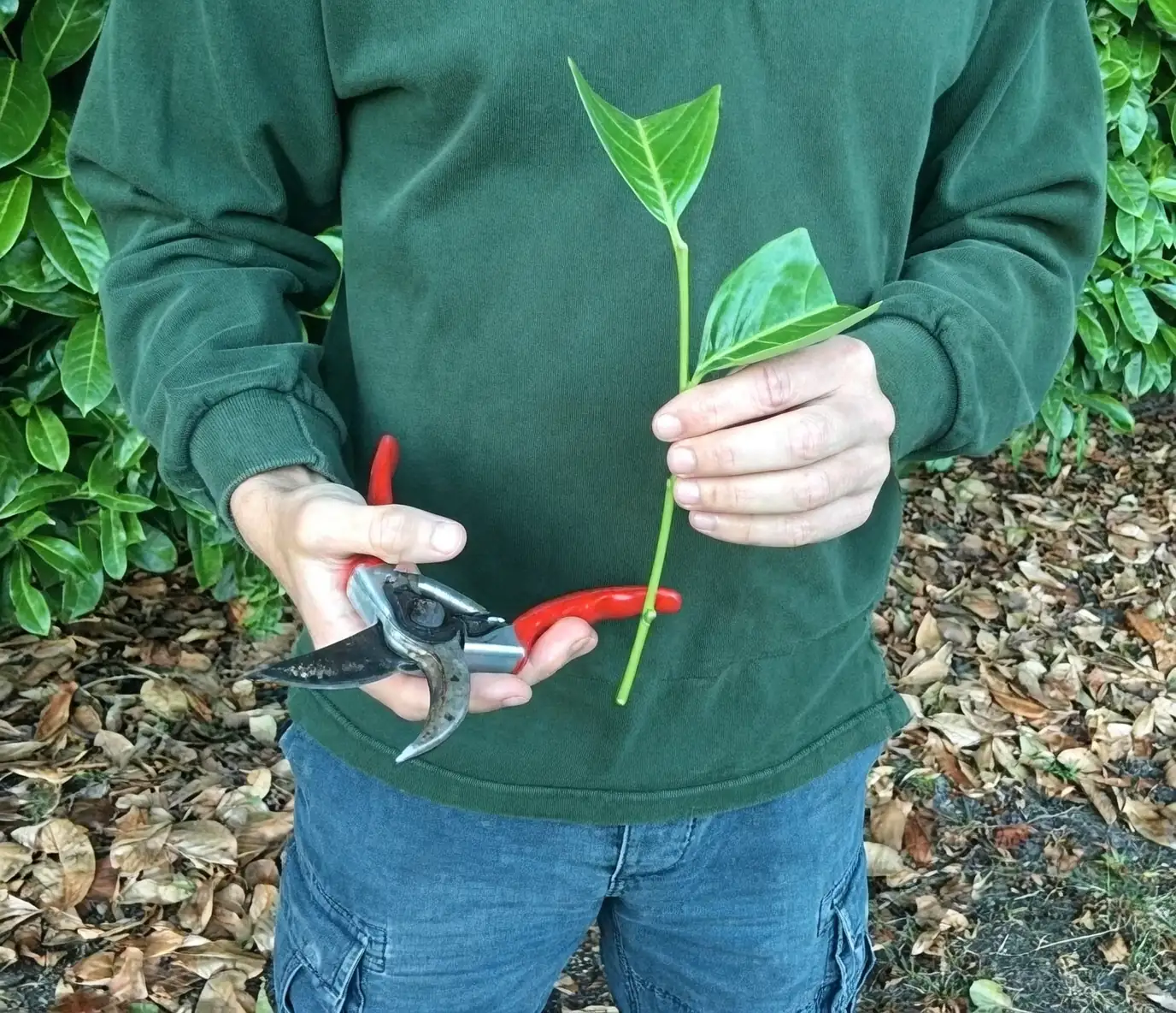 preparing holly cuttings