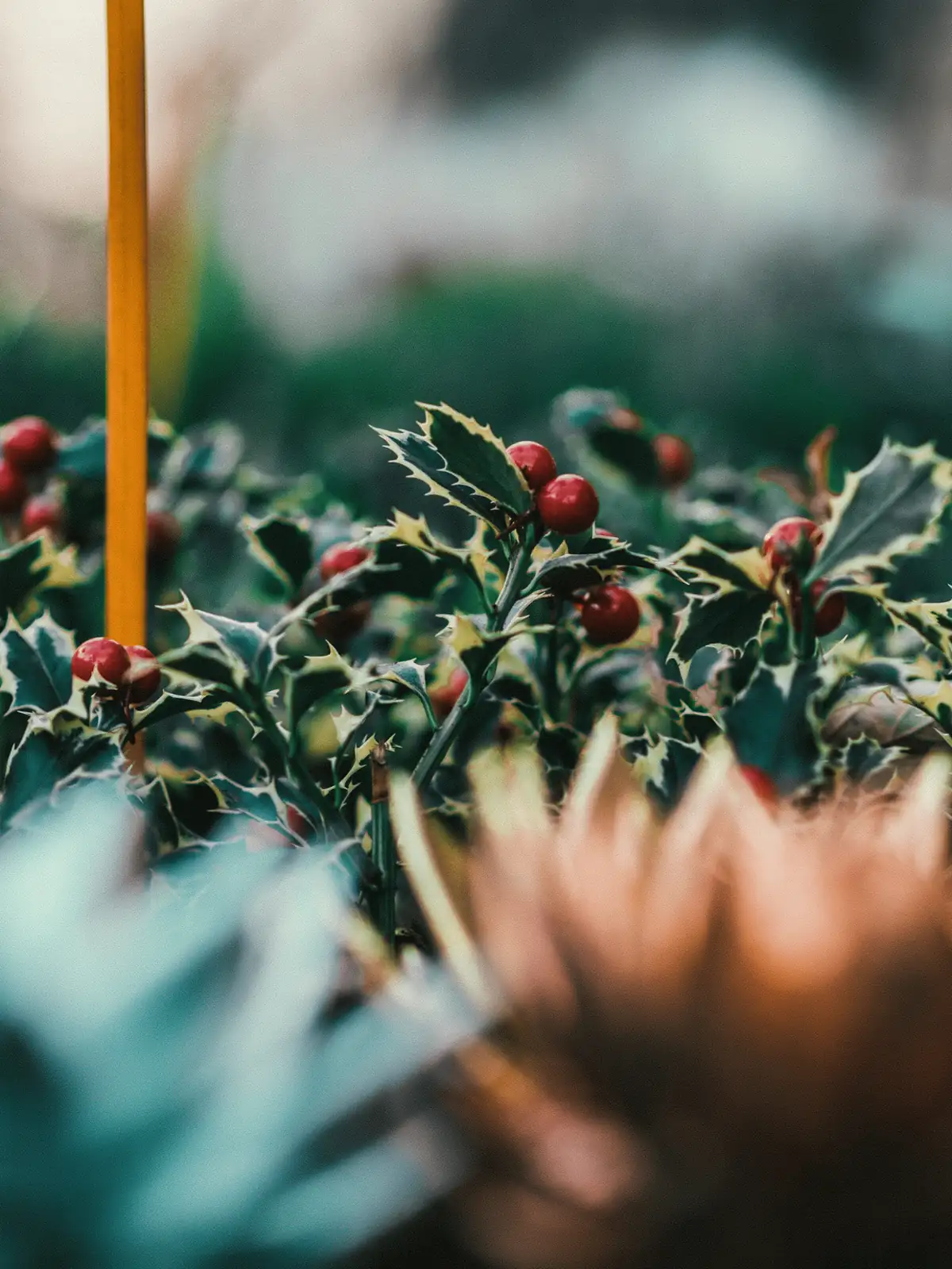 young holly plants in garden