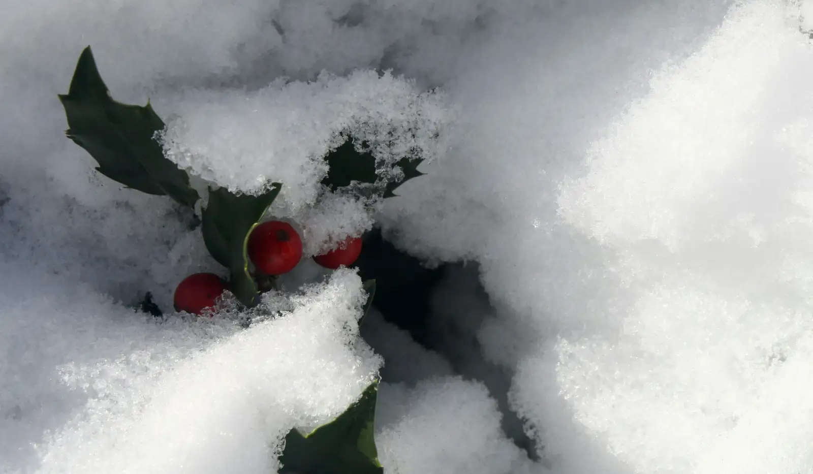 Designing with Holly: The Perfect Companion for Every Garden Style