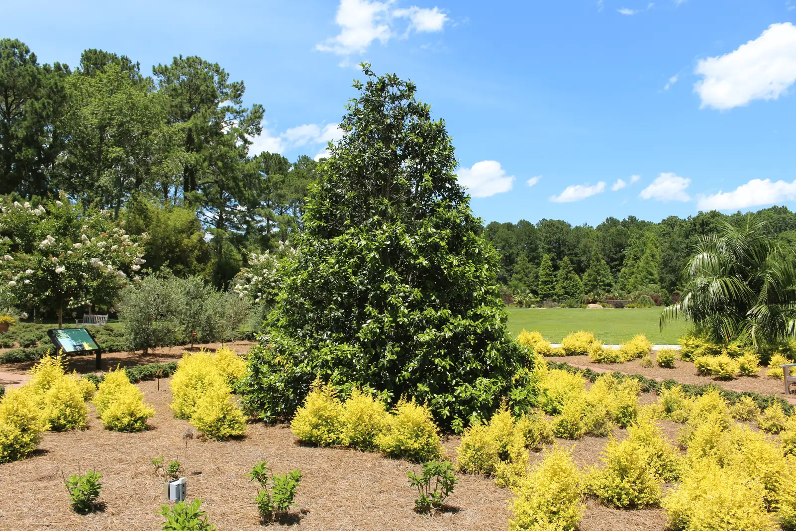 holly as garden focal point
