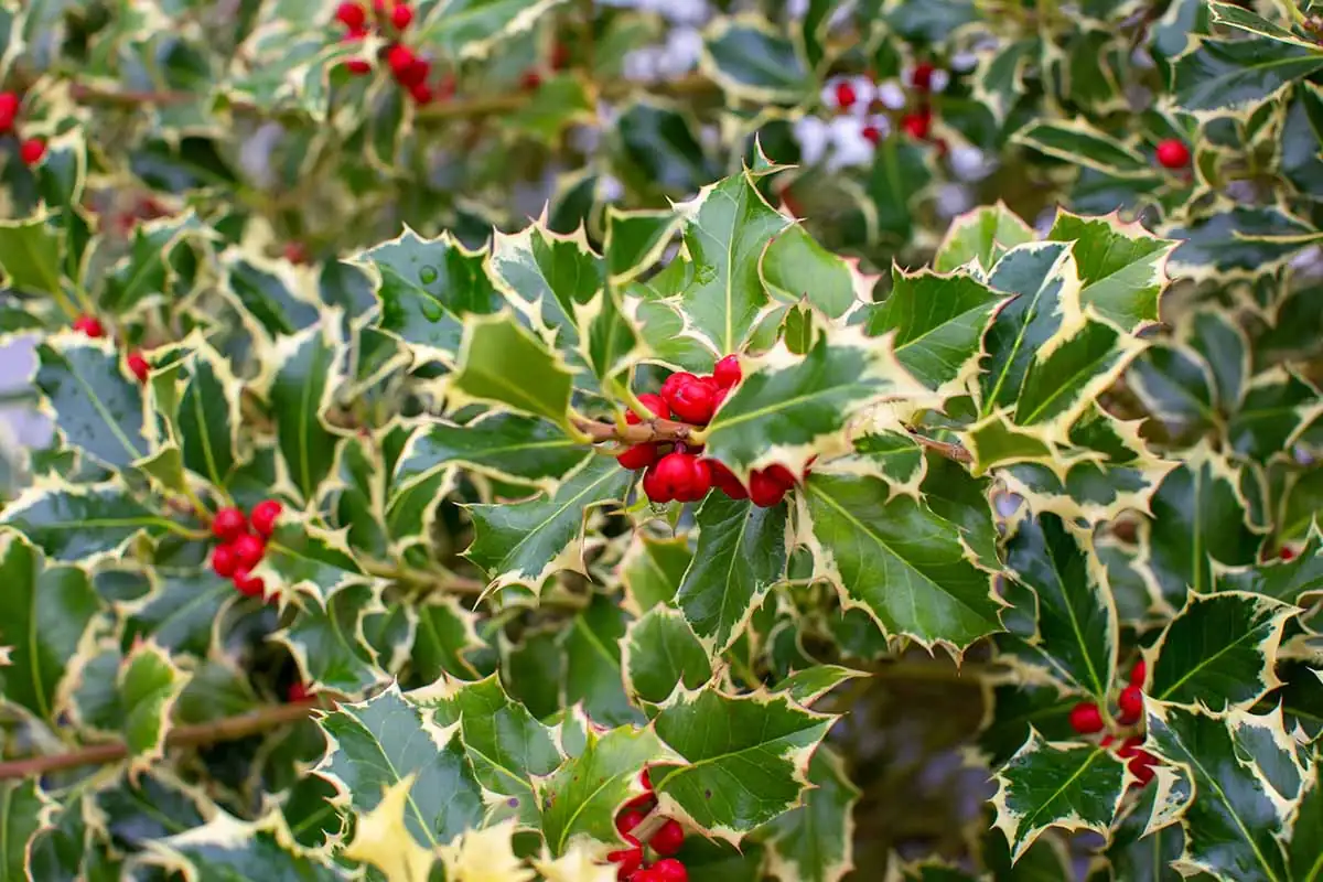variegated holly leaves close-up