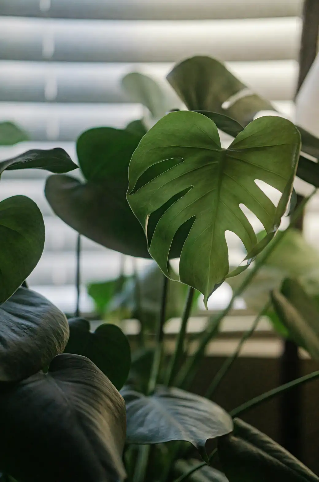Monstera in indirect sunlight