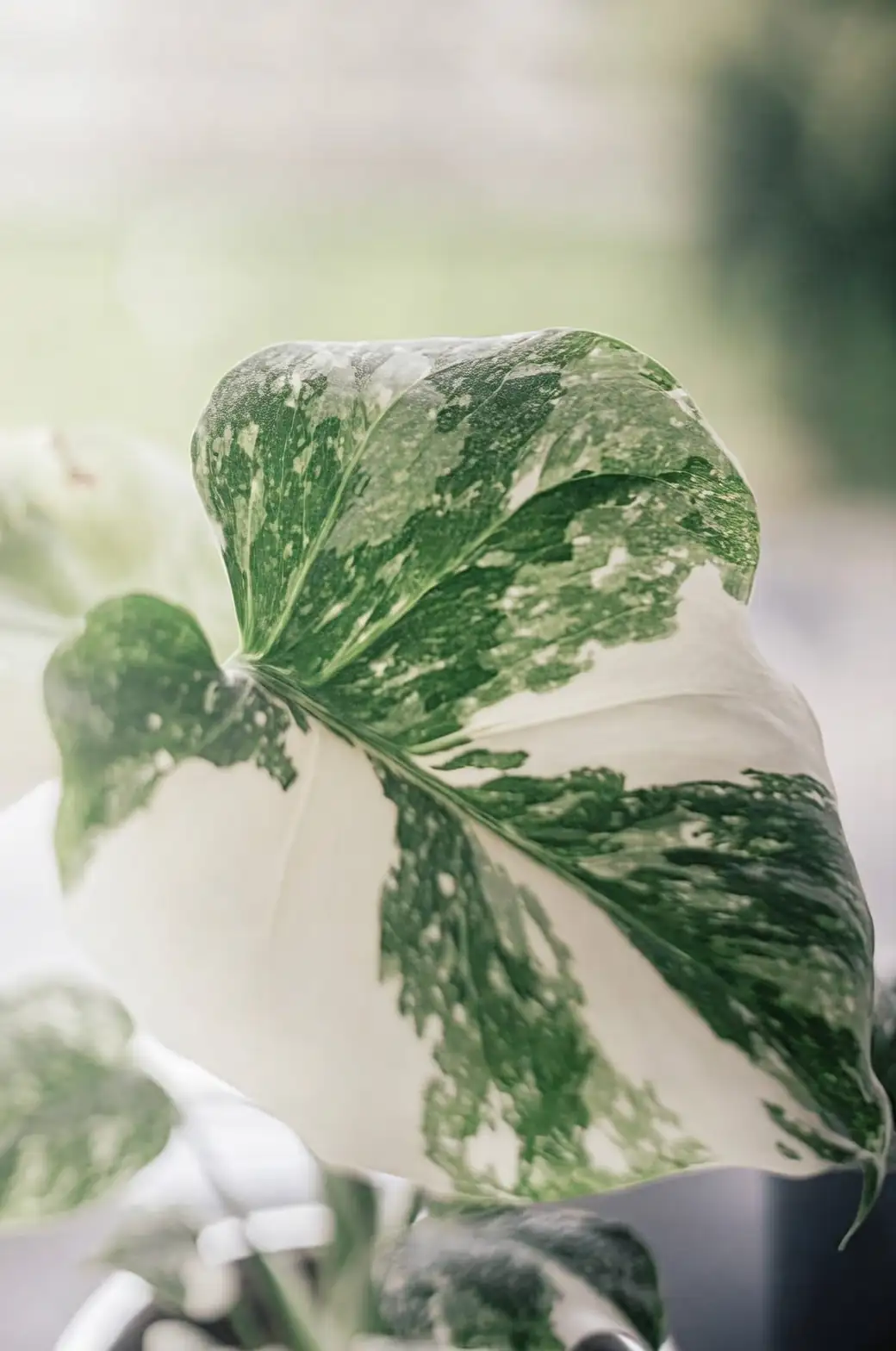 Monstera with humidifier