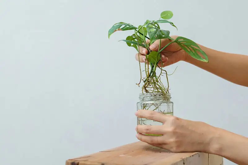 Monstera propagation in water