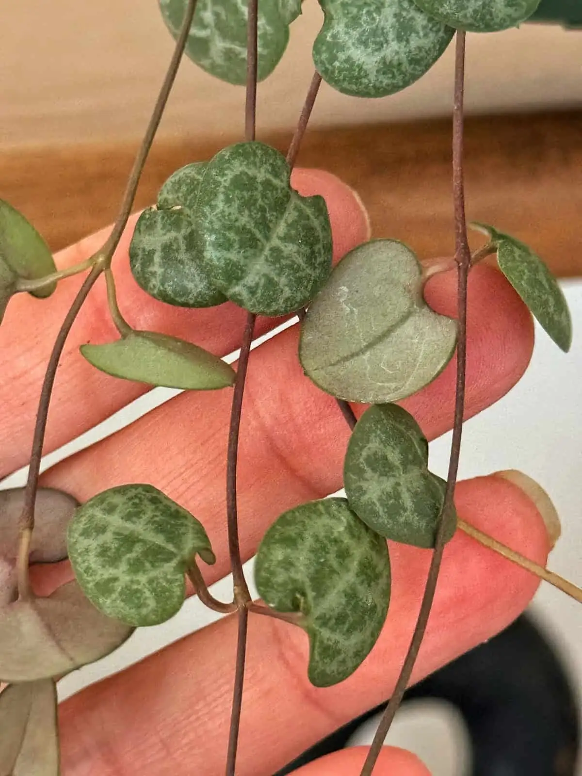 Mastering the Art of Watering Your String of Hearts: Secrets to Thriving Vines!