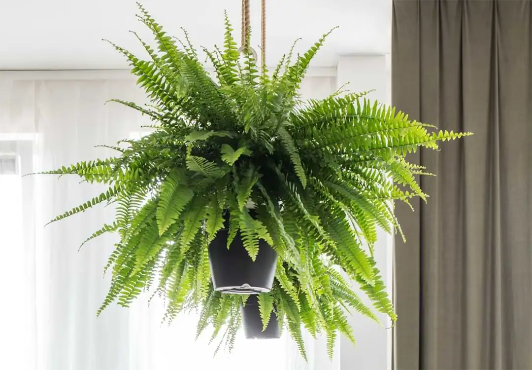 fern monstera indoor contrast