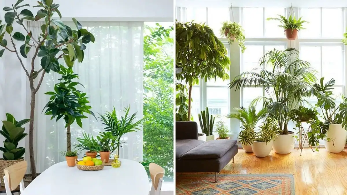 layered plant arrangement indoor