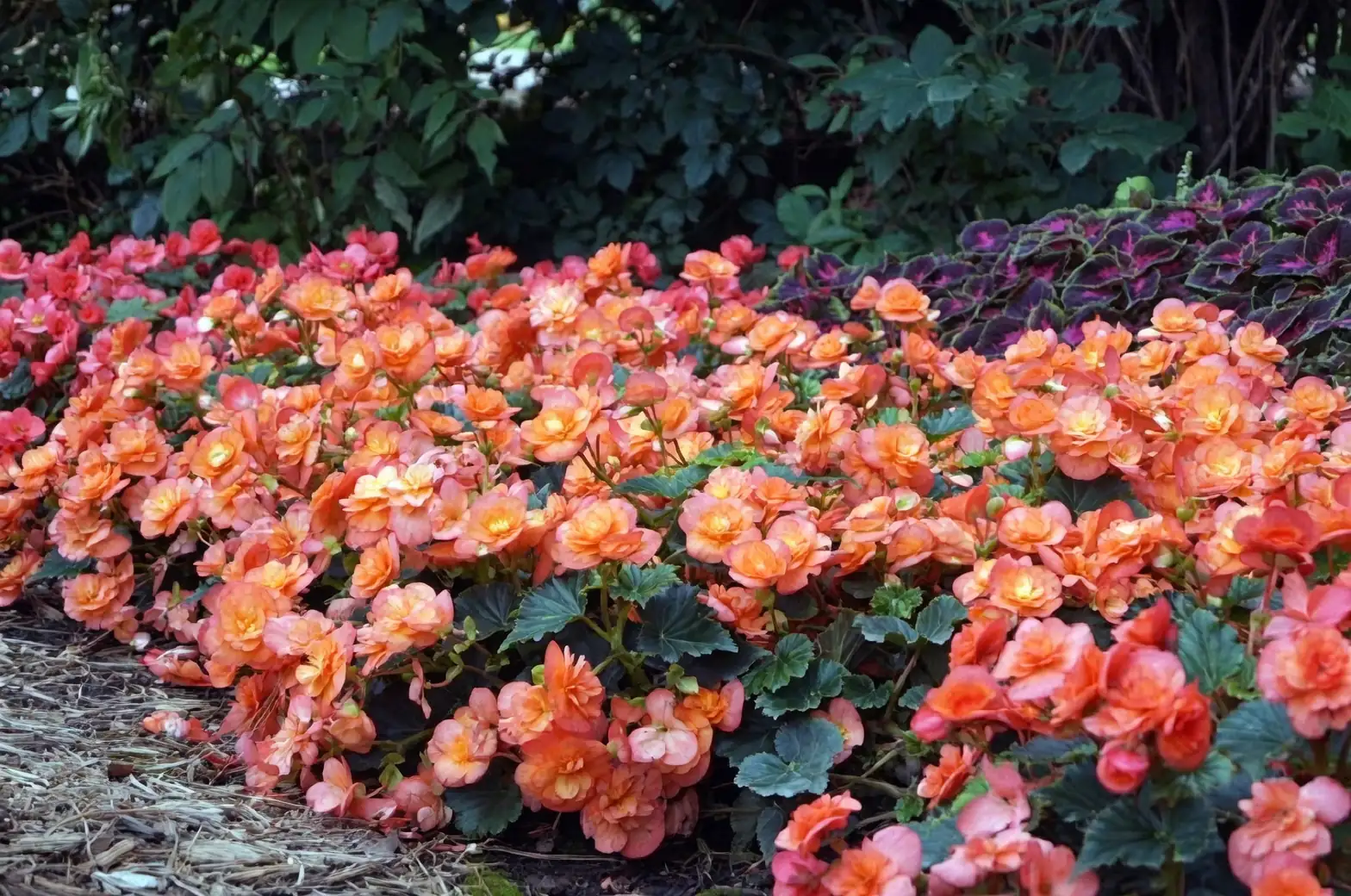 Brighten Your Home with Begonias: A Care Guide for Every Season