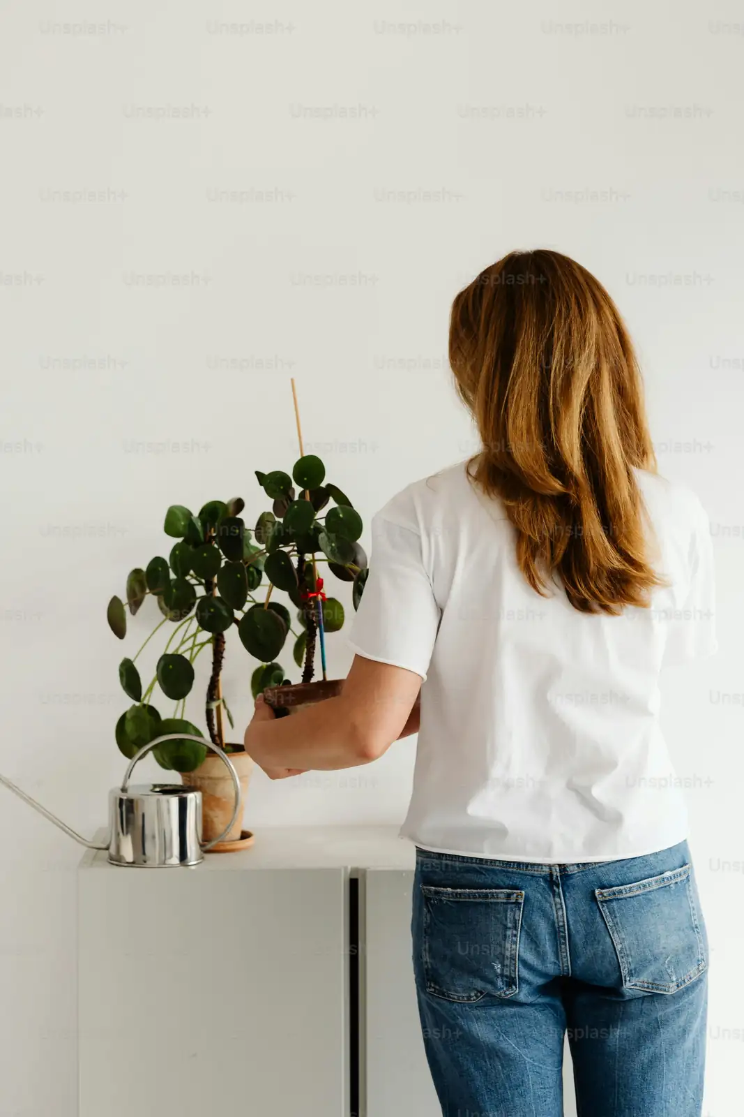 watering begonia plant indoors
