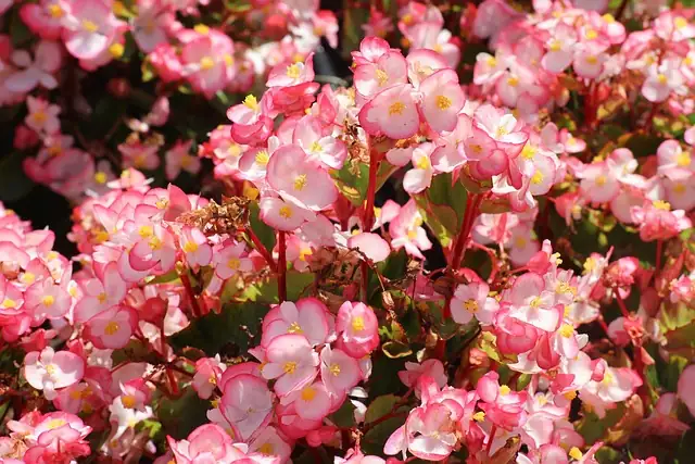 begonia in bright indirect light