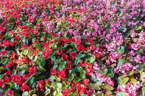 Begonia Troubles? Banish Pests and Solve Common Problems Like a Pro!