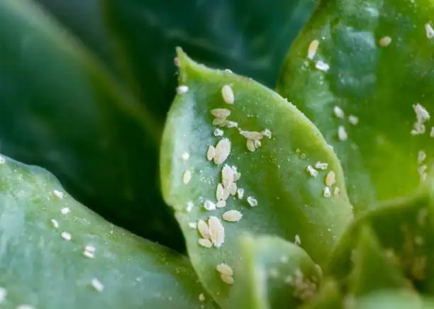 mealybugs on begonia leaves