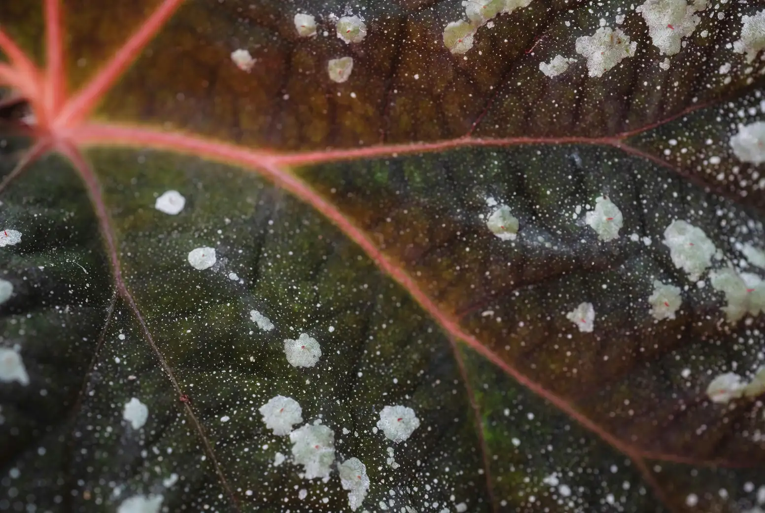 powdery mildew on begonia leaves