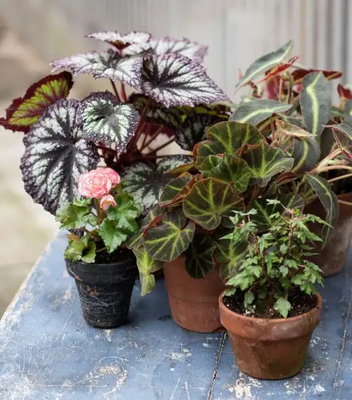 begonia varieties in garden