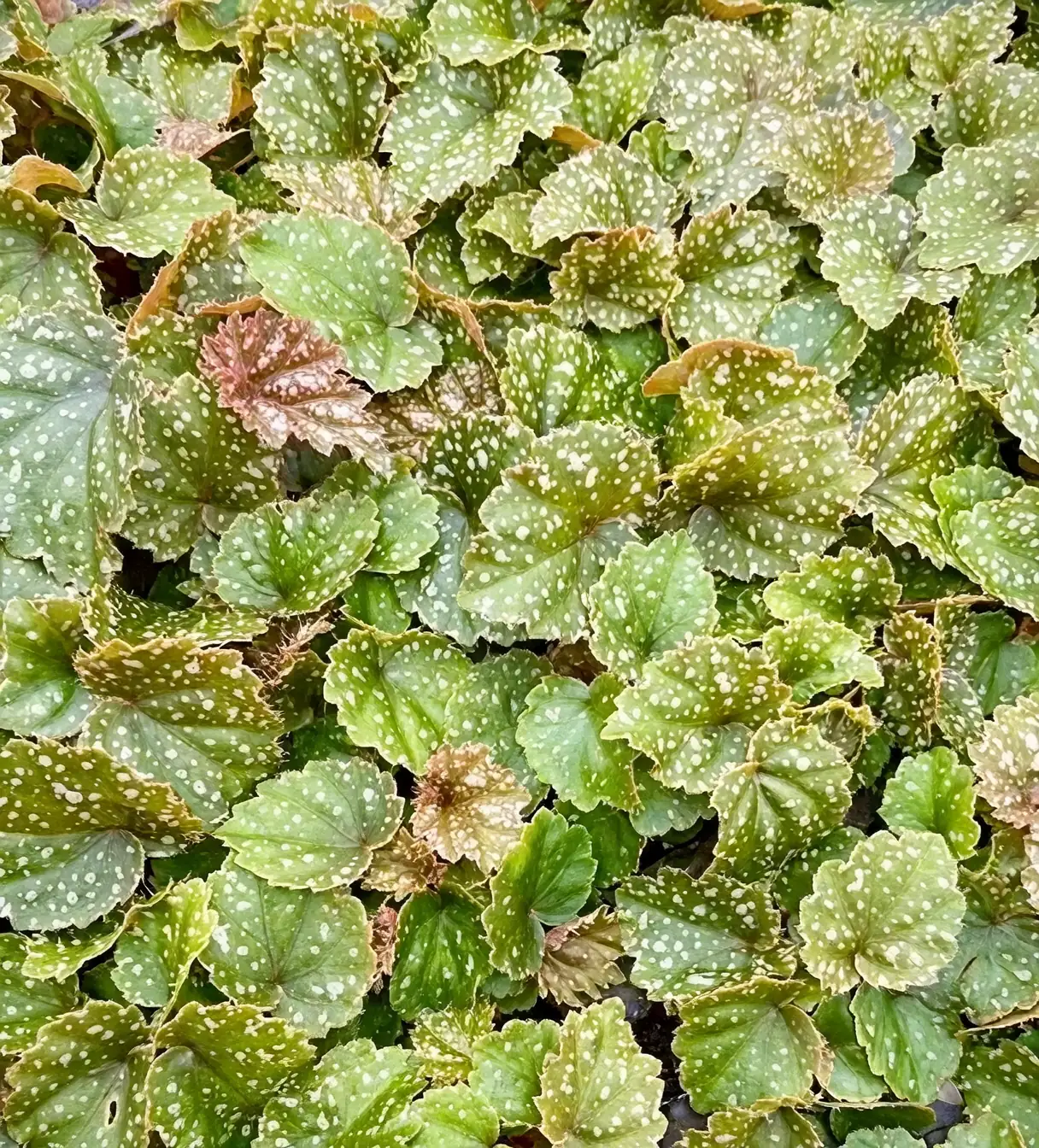 begonia asymmetrical leaves close-up