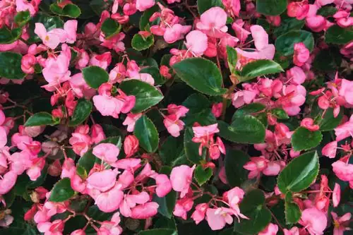 begonia vibrant flowers