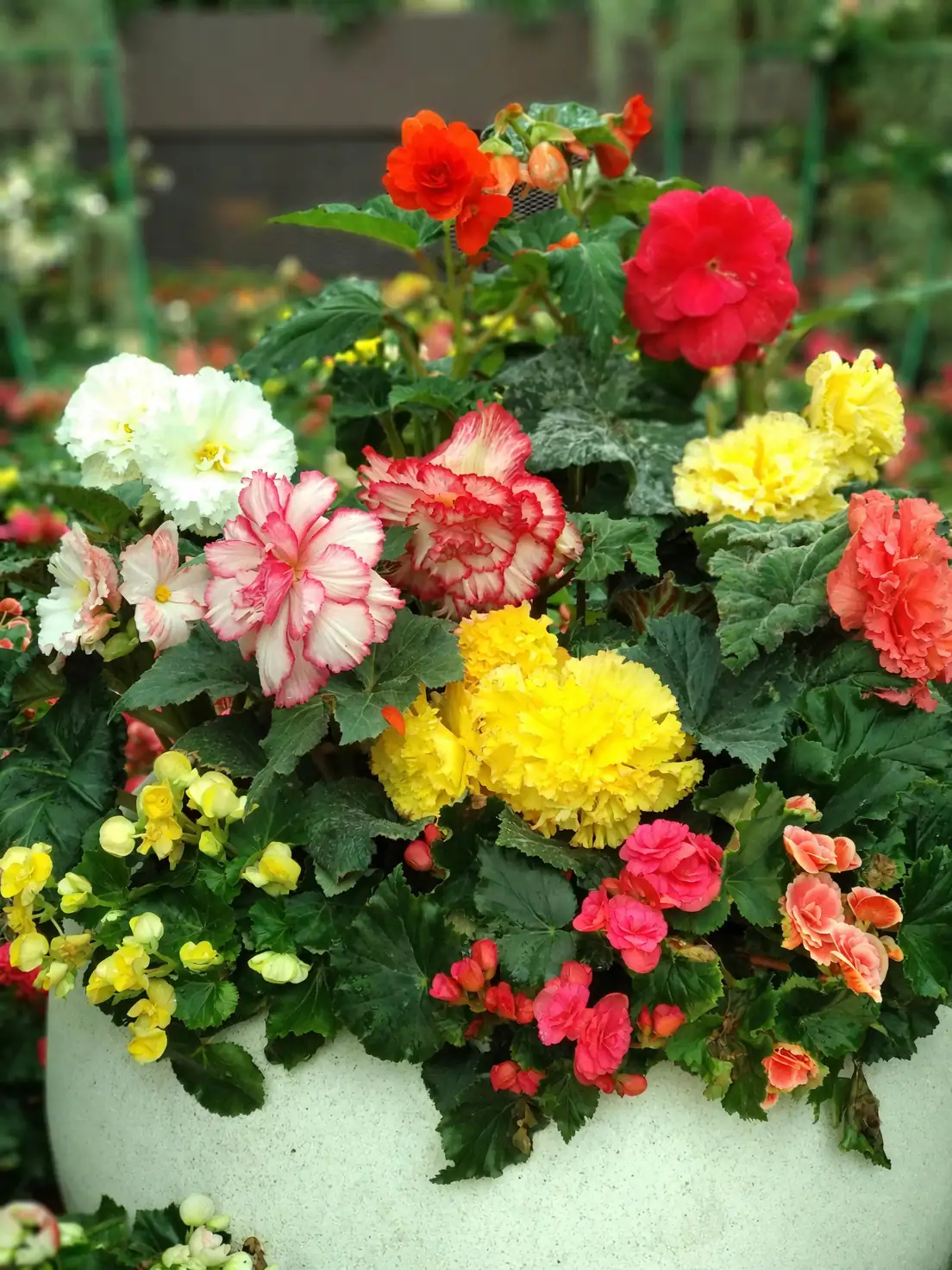 colorful begonia varieties