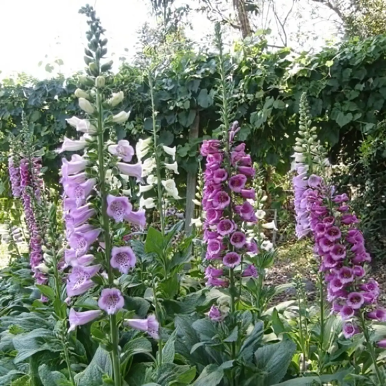 The Enchanting Foxglove: Mastering Care for Stunning Blooms