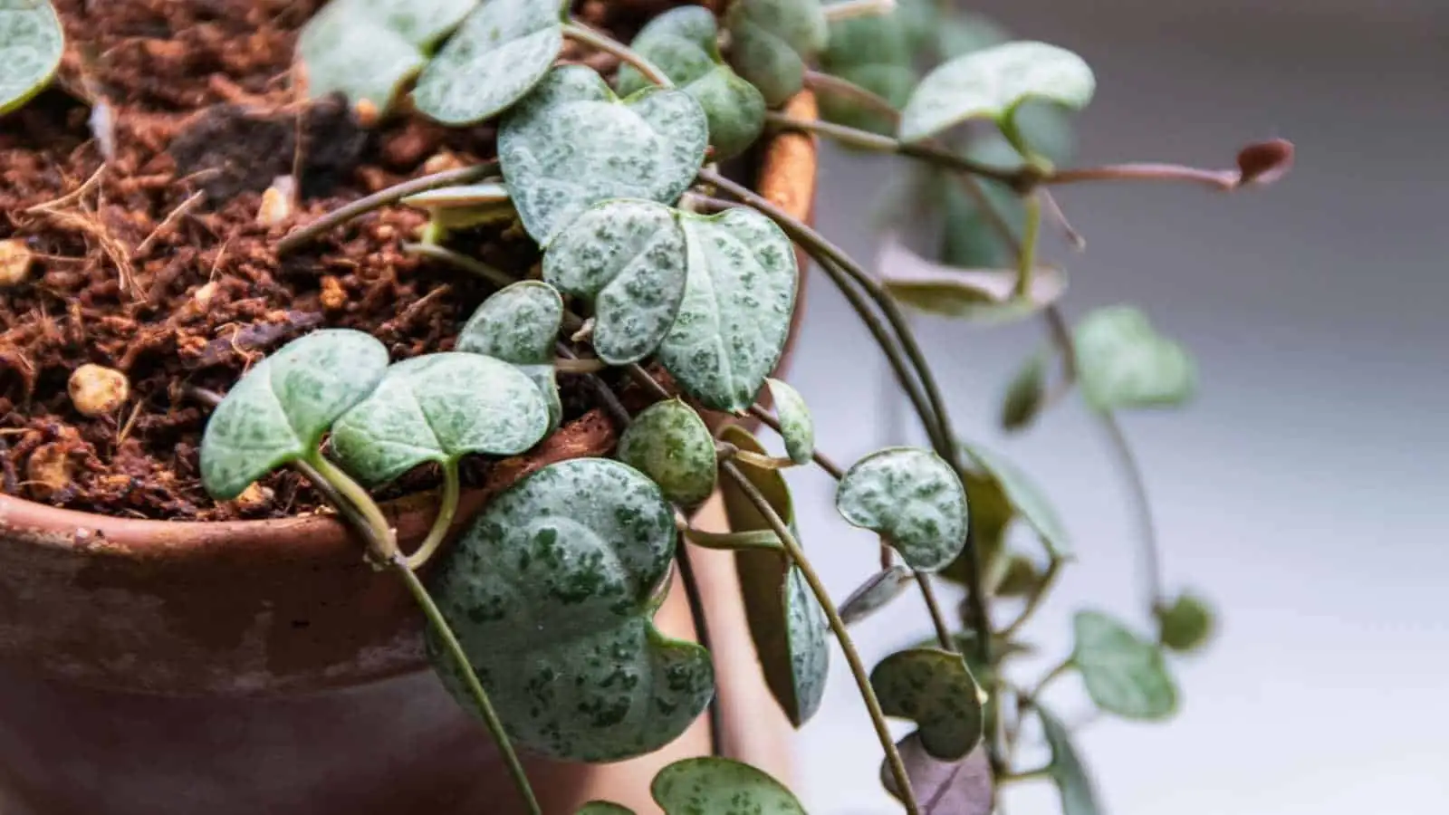 Defend Your Heart-Shaped Treasure: Battling Common Pests on the String of Hearts