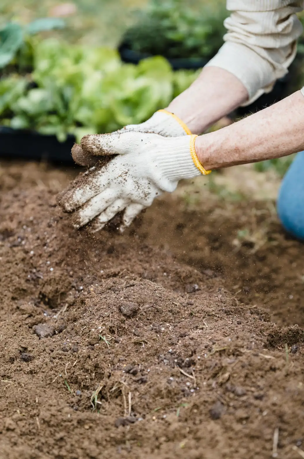 foxglove soil preparation compost