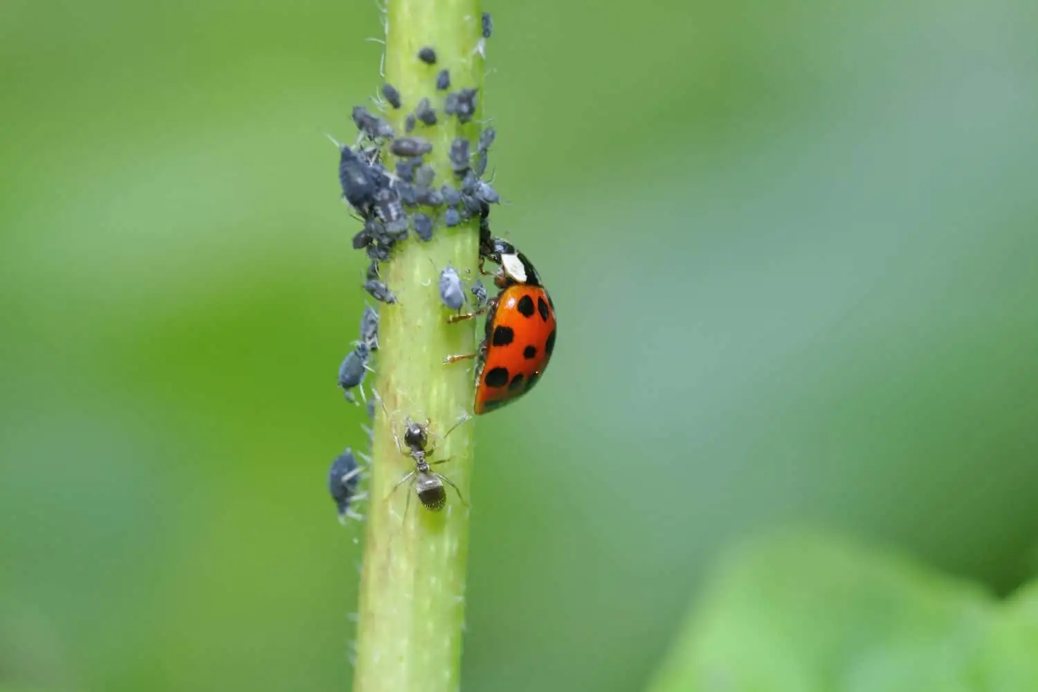 foxglove aphids ladybugs garden