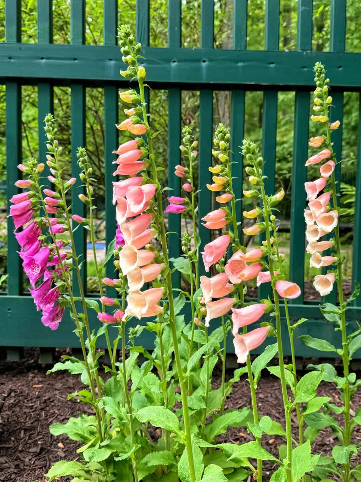 Battling Foxglove Foes: How to Fight Pests and Diseases Like a Pro