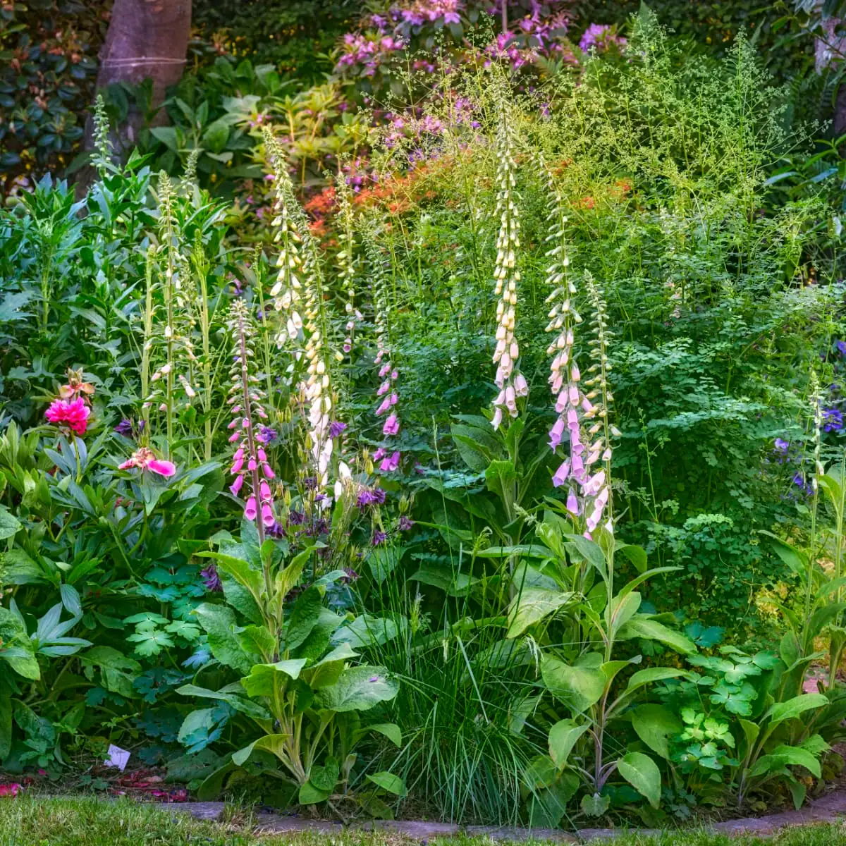 foxglove partial shade garden