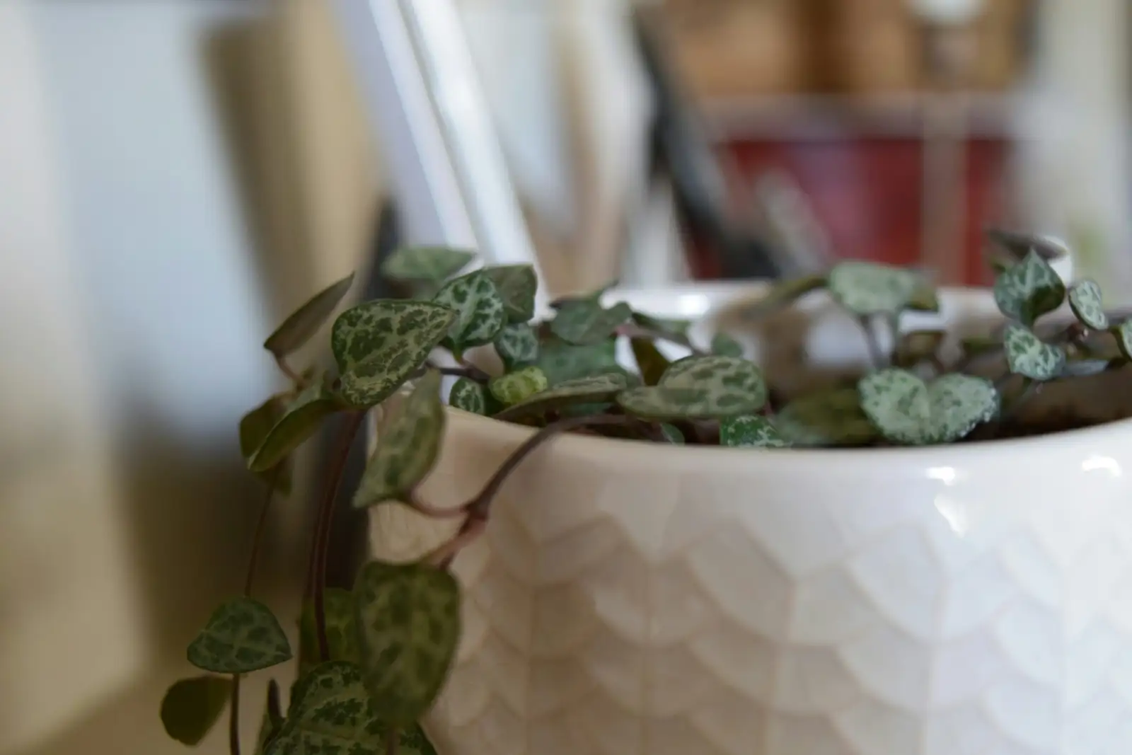 mealybugs on string of hearts
