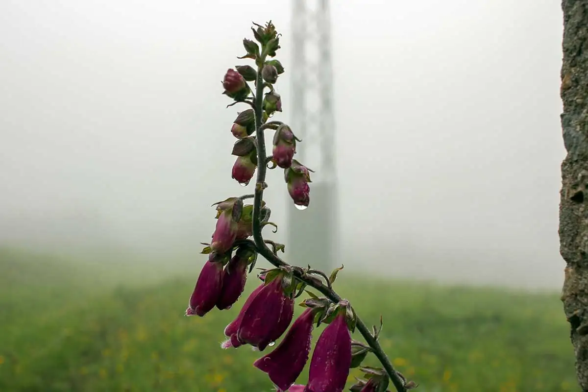 Foxglove Folklore: Uncovering the Mystical Symbolism and Flower Language