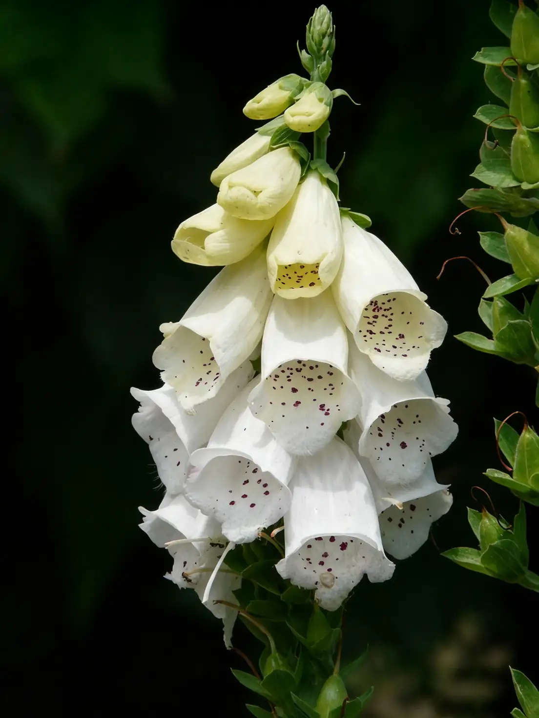 foxglove medicinal use