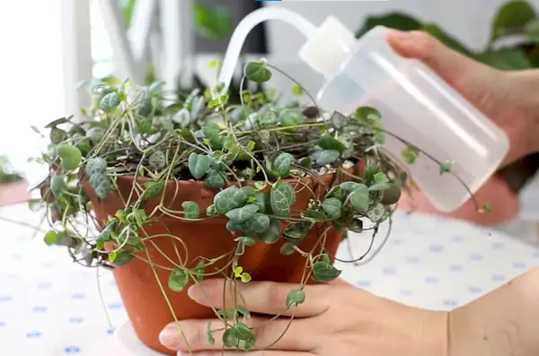 watering string of hearts plant