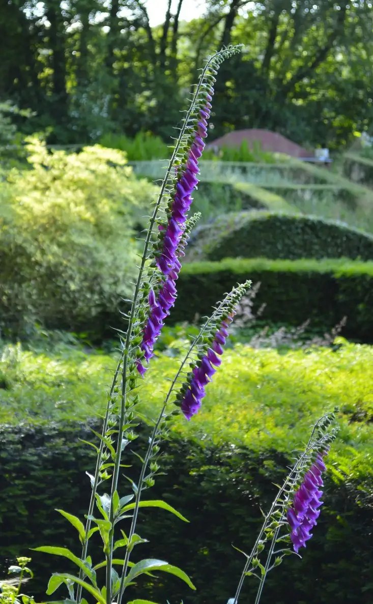 Foxglove Fun Facts: Discover the Plant with a Million Secrets