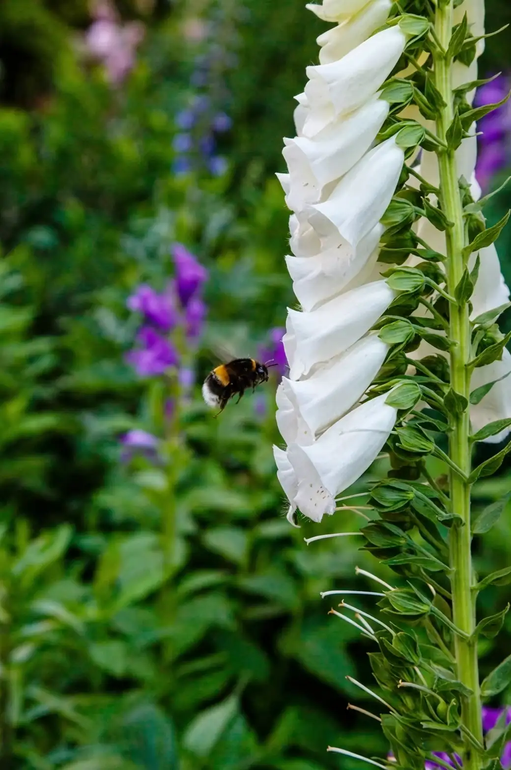bumblebee on foxglove flower