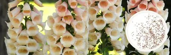 foxglove seeds close-up