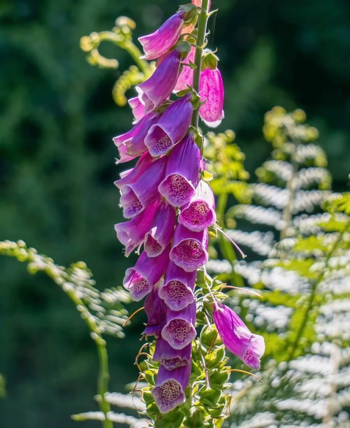 foxglove close-up flowers