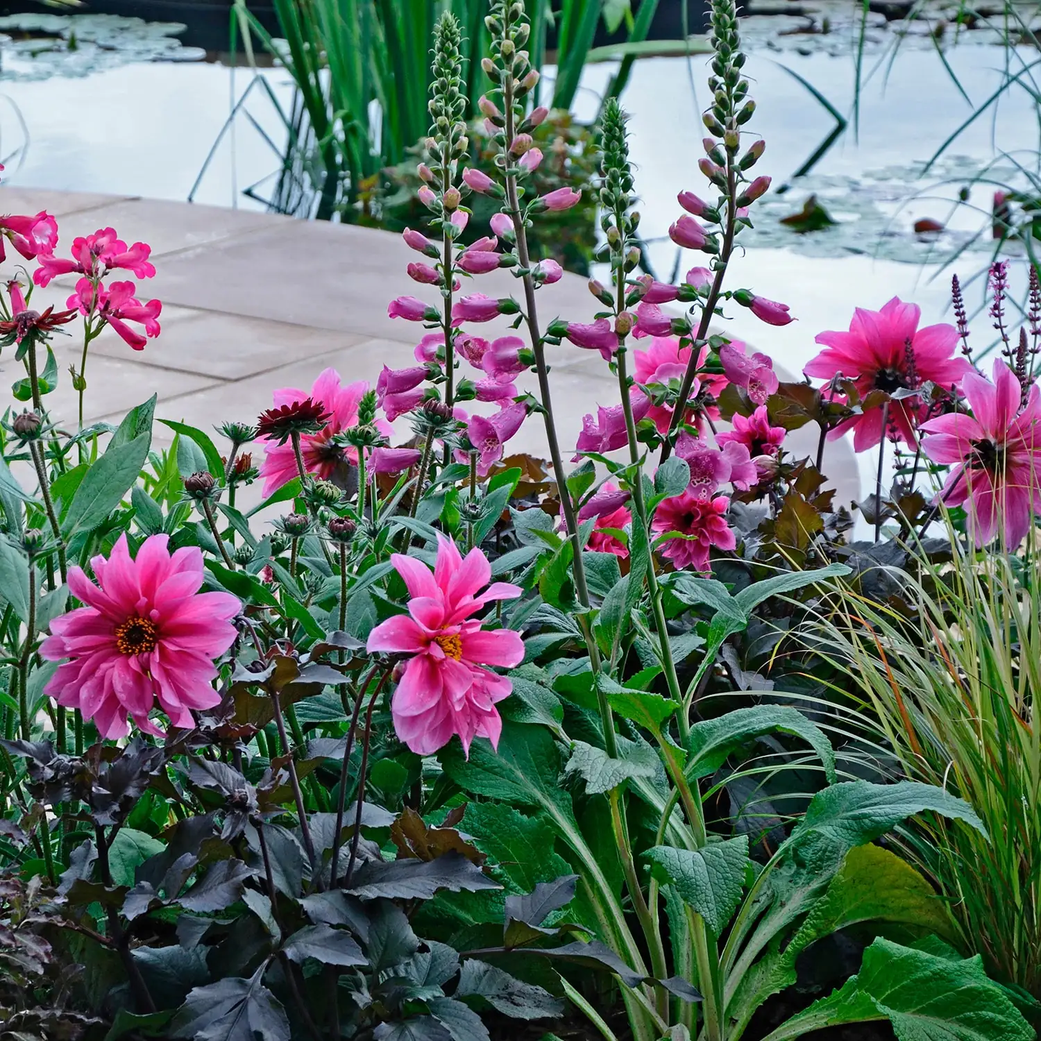 foxglove planting care