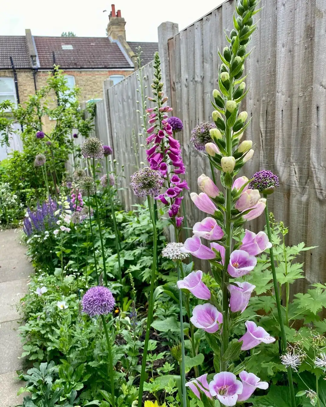 foxglove in cottage garden