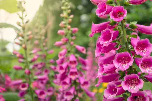 The Art of Foxglove Propagation: Seed Sowing to Stunning Spires
