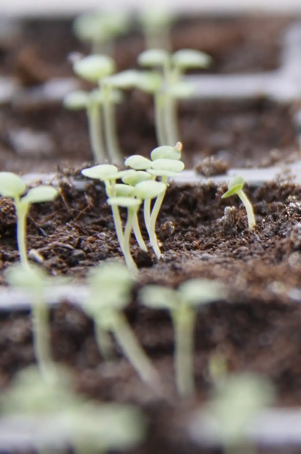 transplanting foxglove seedlings