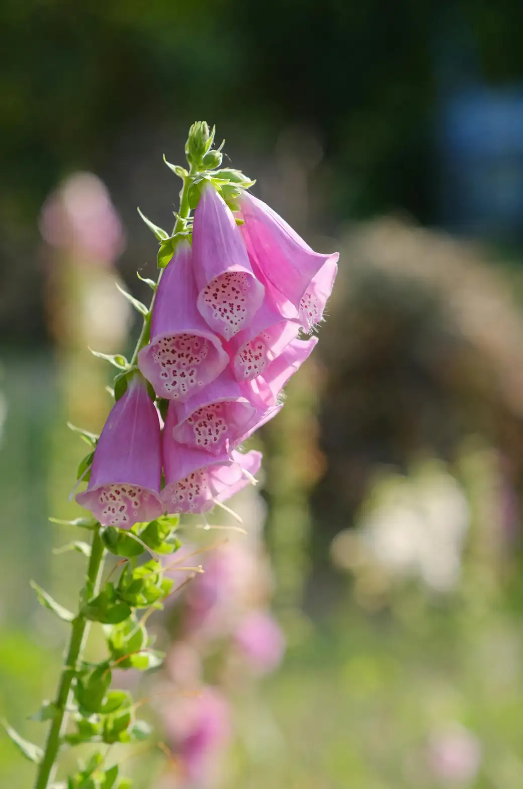 Foxglove and Friends: Perfect Companions for a Harmonious Garden