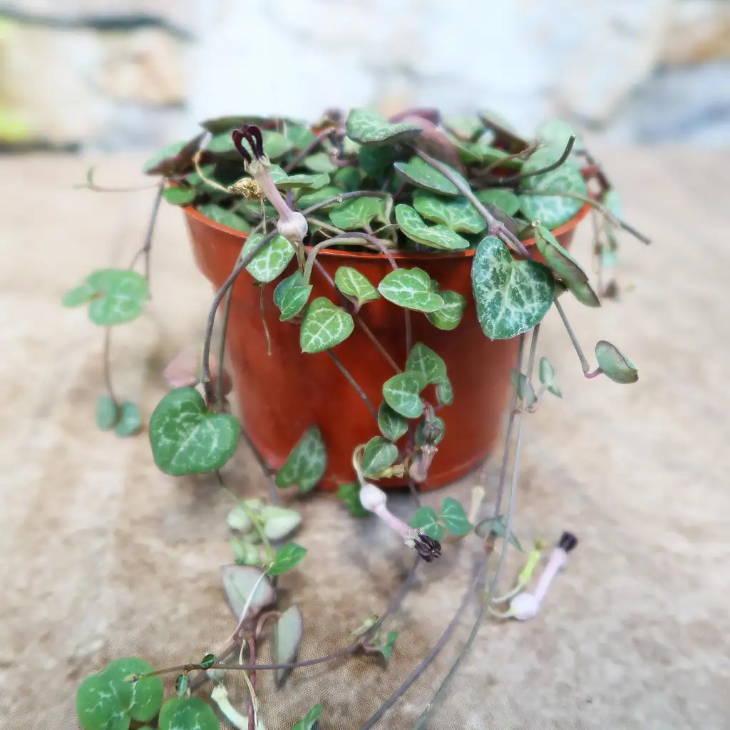 string of hearts root rot signs