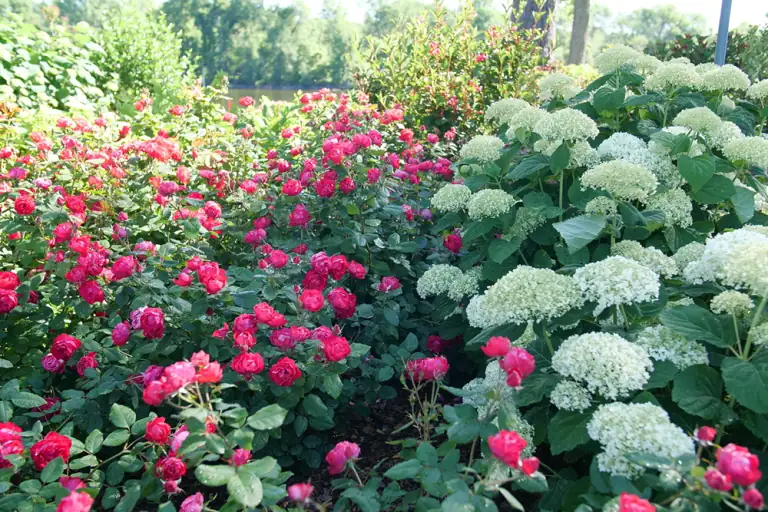 roses hydrangeas garden
