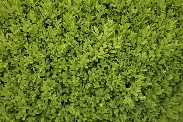 boxwood garden border