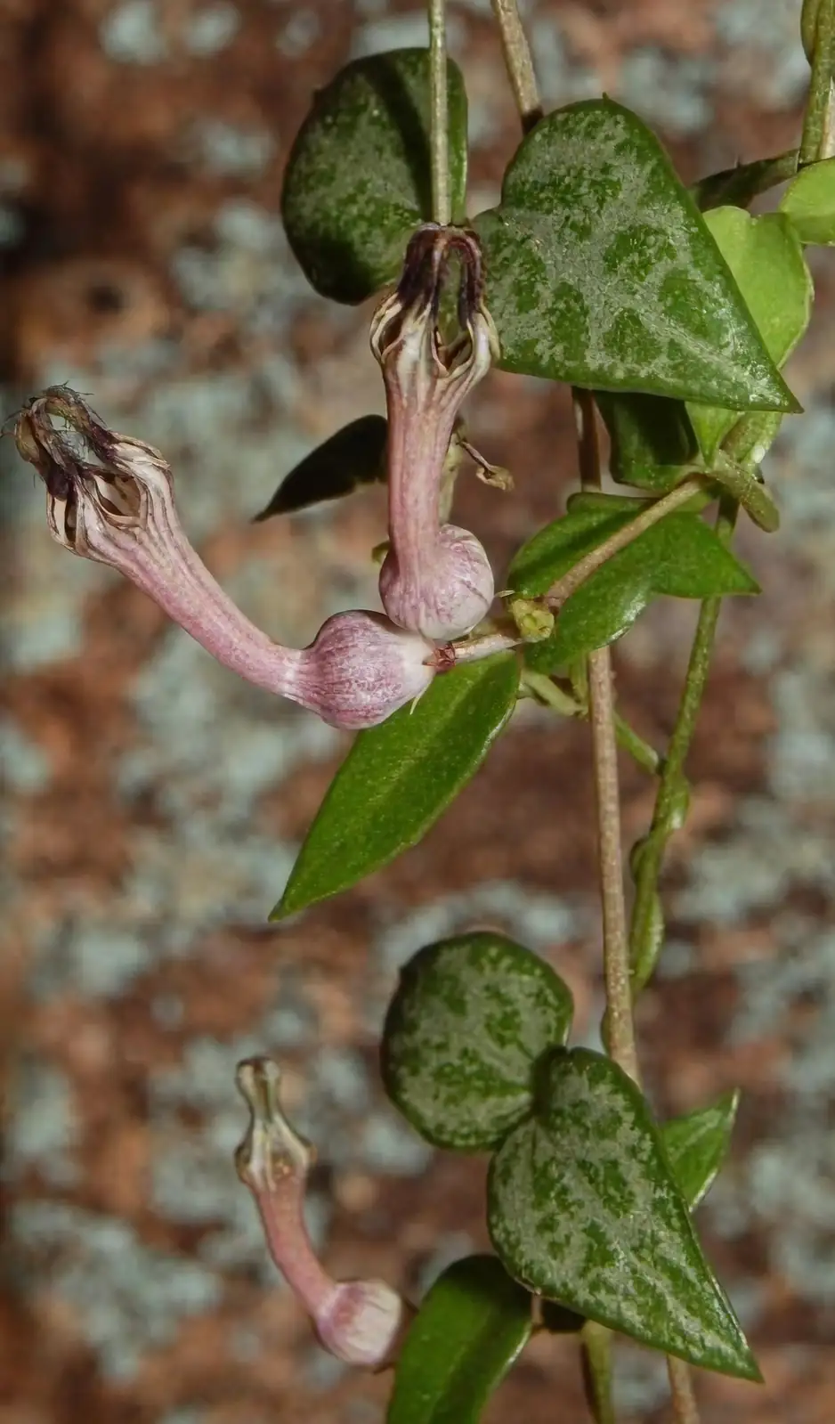 From Africa to Your Living Room: The Charming Journey of Ceropegia woodii