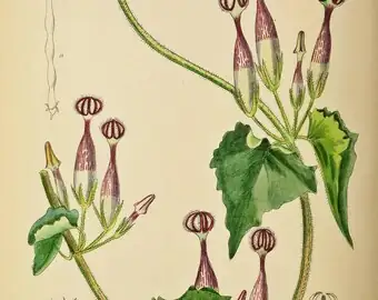Ceropegia woodii botanical illustration