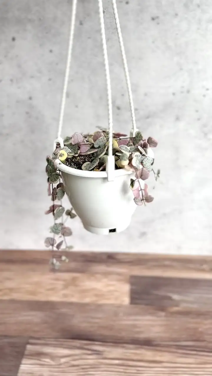 String of Hearts hanging basket indoors