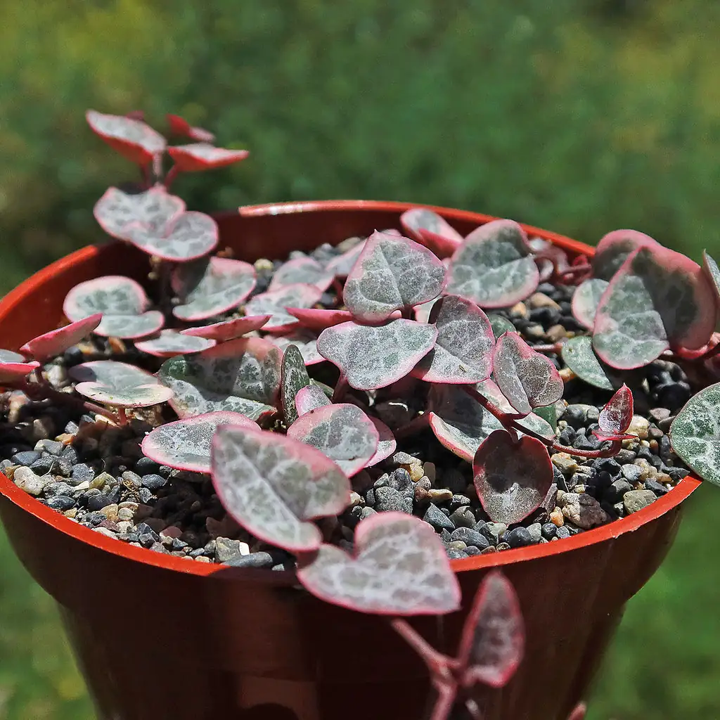 string of hearts close-up leaves