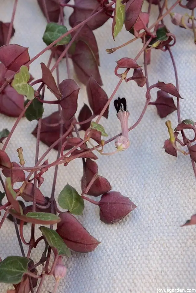 string of hearts flowers close-up