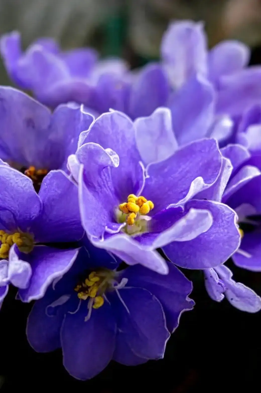 African Violets: Unlock the Blooming Secrets!