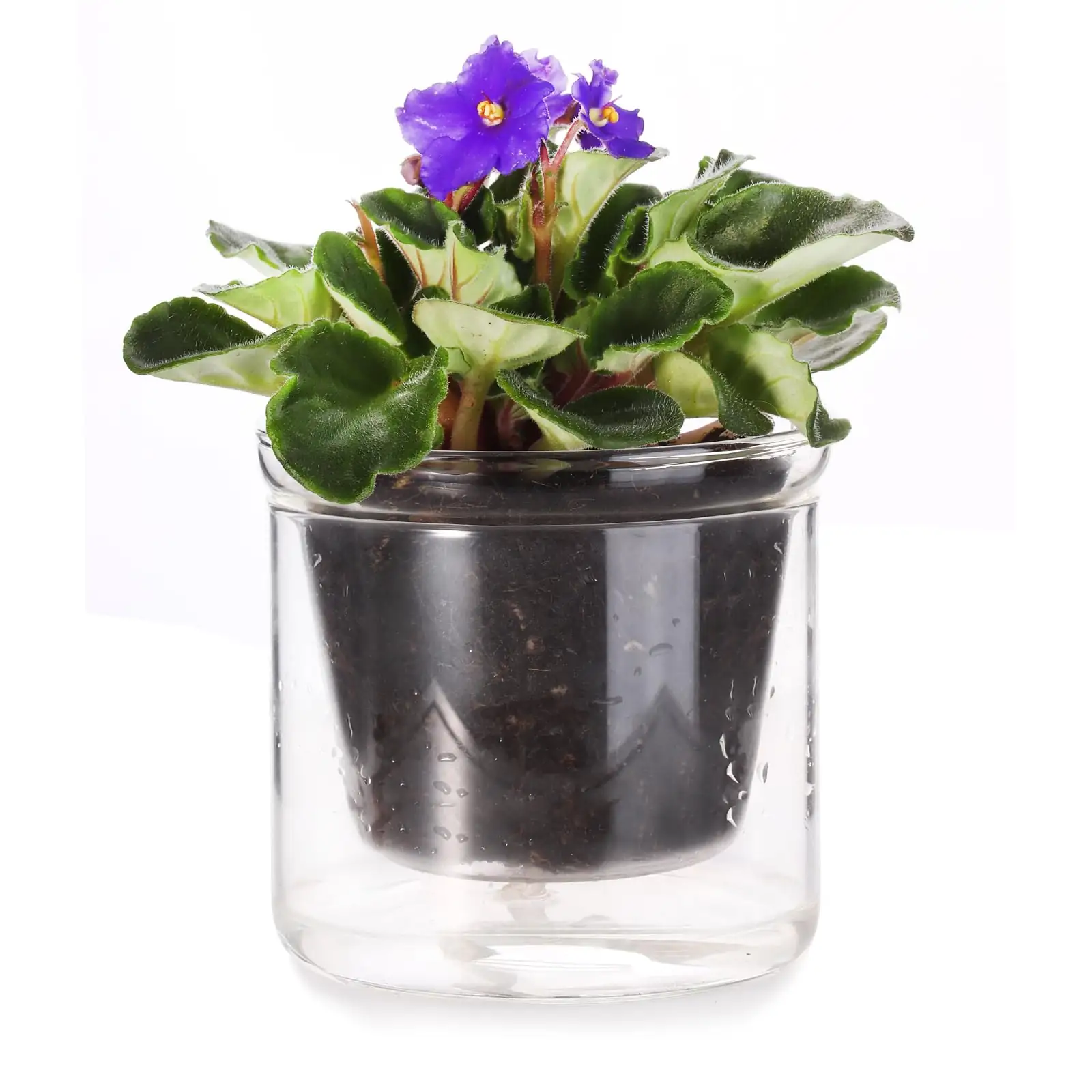 African violet bottom watering method